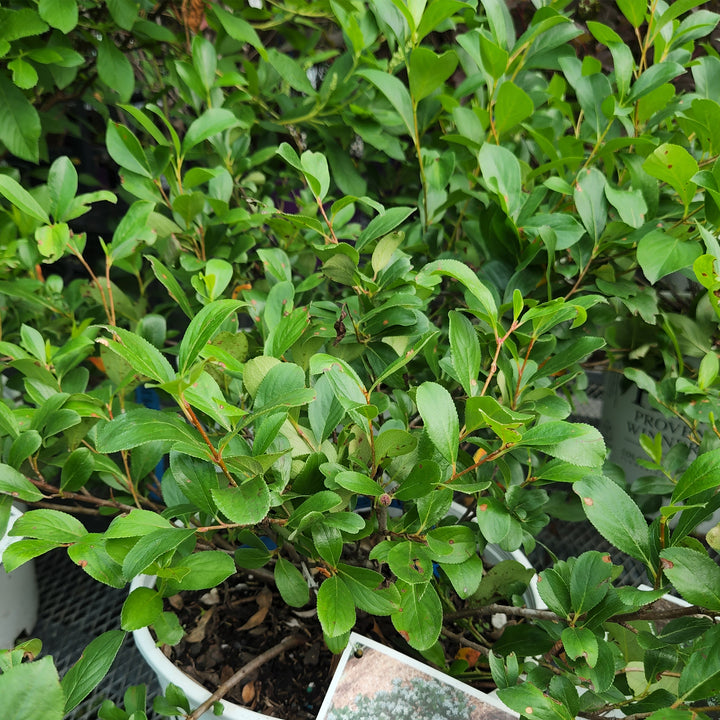 Low Scape Mound® Aronia