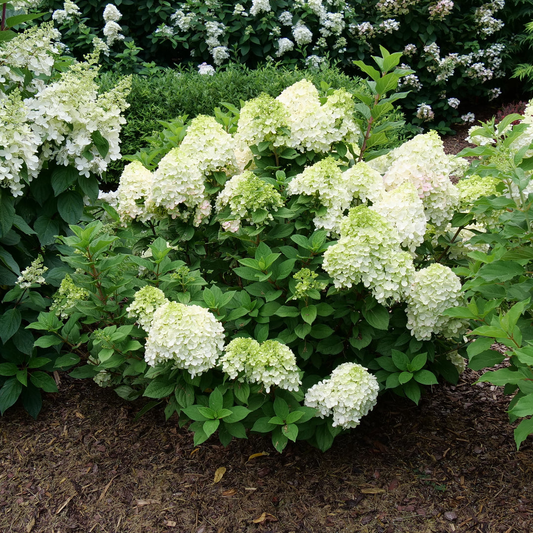 Little Lime Punch® Panicle Hydrangea