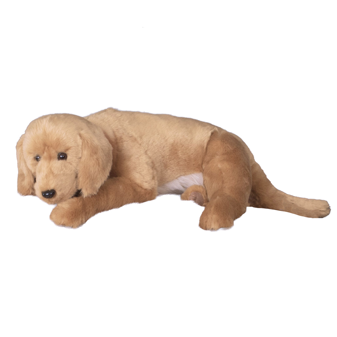 Golden Retriever Dog