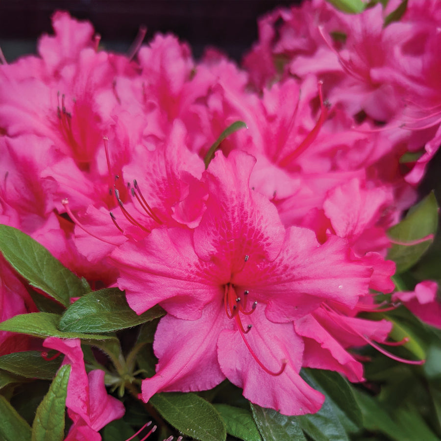 Autumn Sundance® Encore Azalea