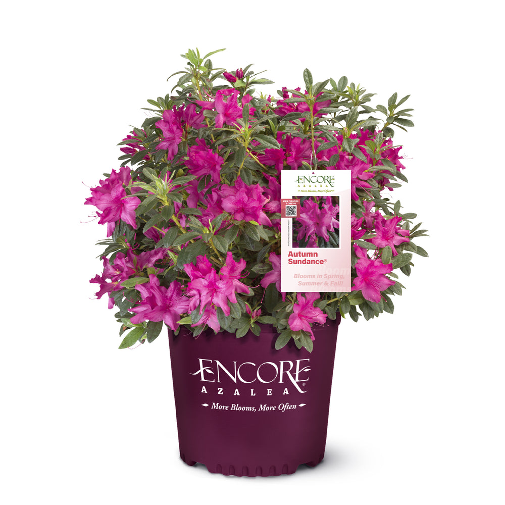 Autumn Sundance® Encore Azalea