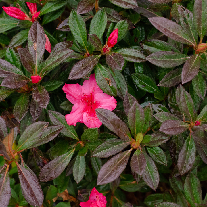 Autumn Sundance® Encore Azalea