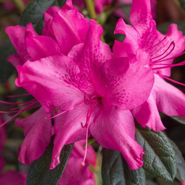 Autumn Sundance® Encore Azalea
