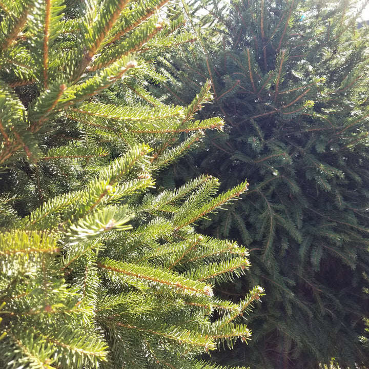 Norway Spruce