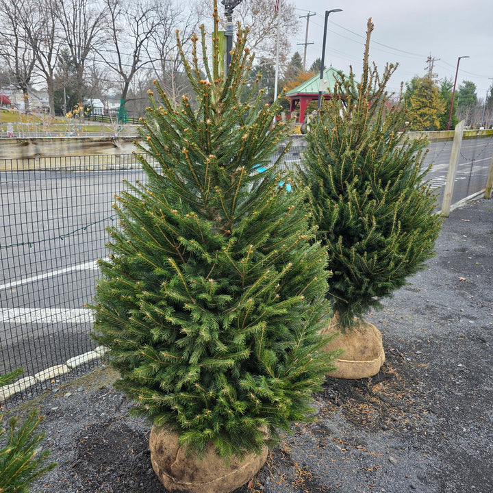 Live Christmas Trees Norway Spruce