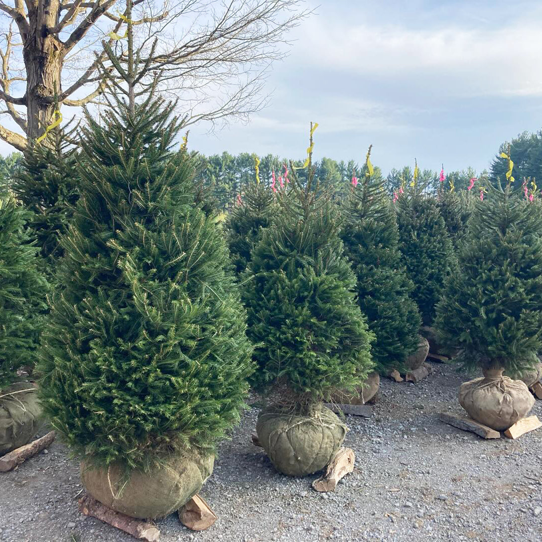 Live Christmas Trees