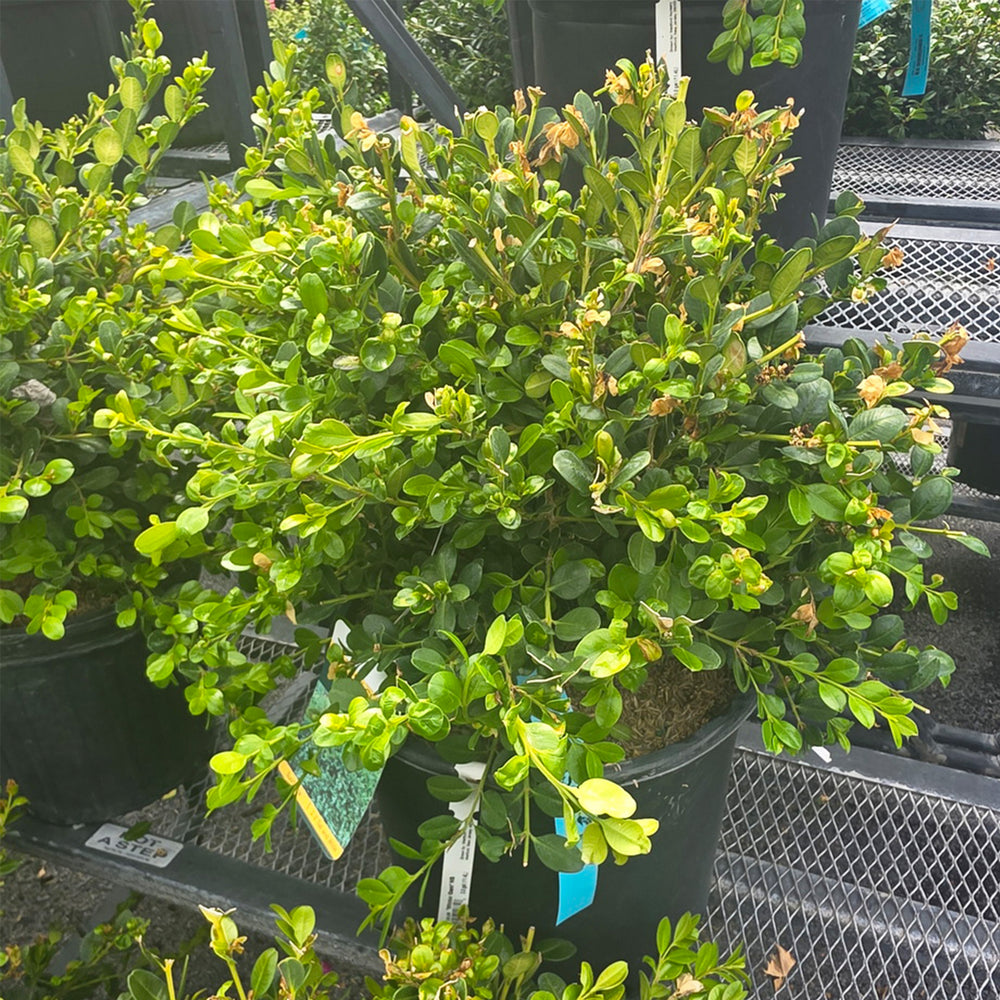 Winter Gem Boxwood