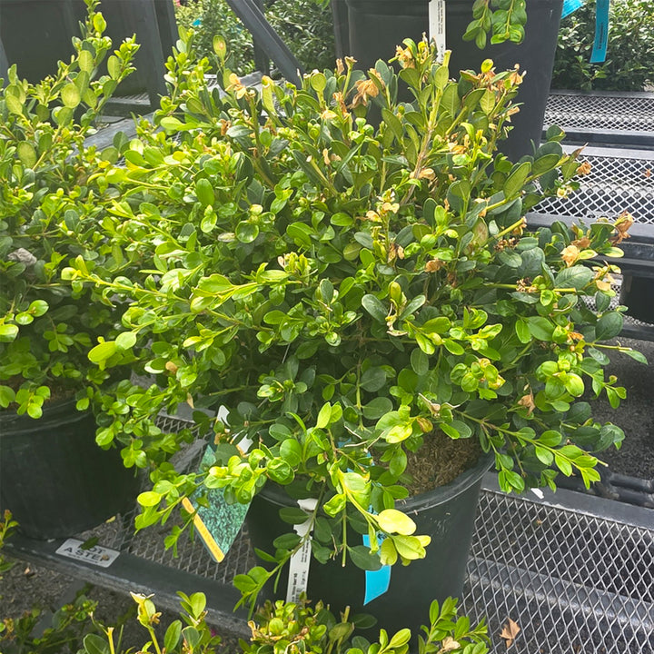 Winter Gem Boxwood