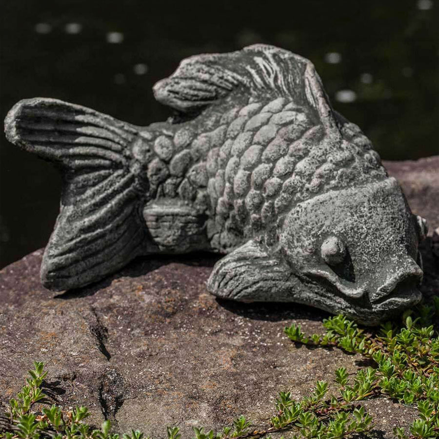 Coy Koi