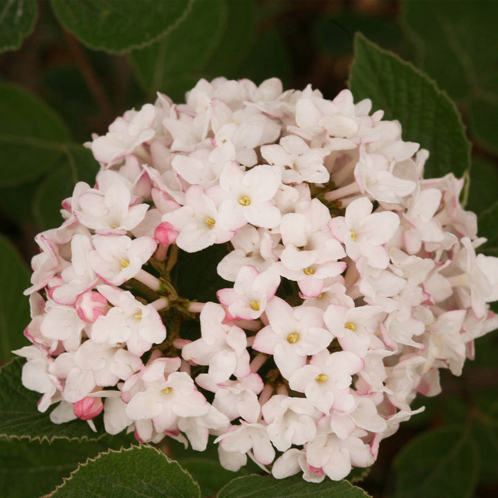 Spice Baby™ Koreanspice Viburnum