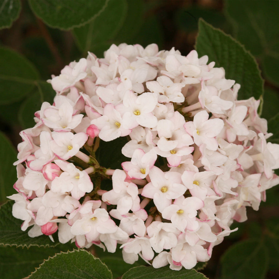 Spice Baby™ Koreanspice Viburnum
