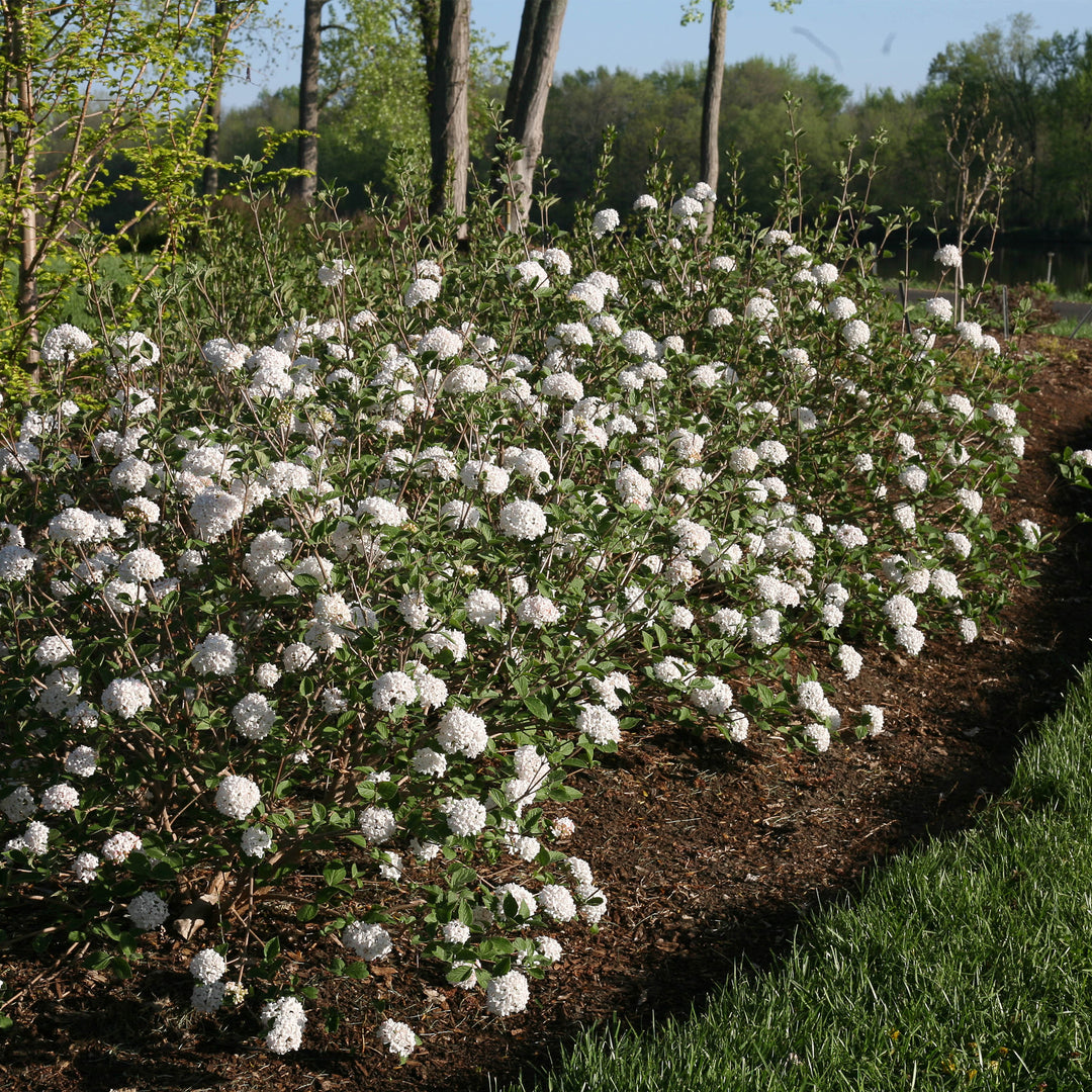 Spice Baby™ Koreanspice Viburnum