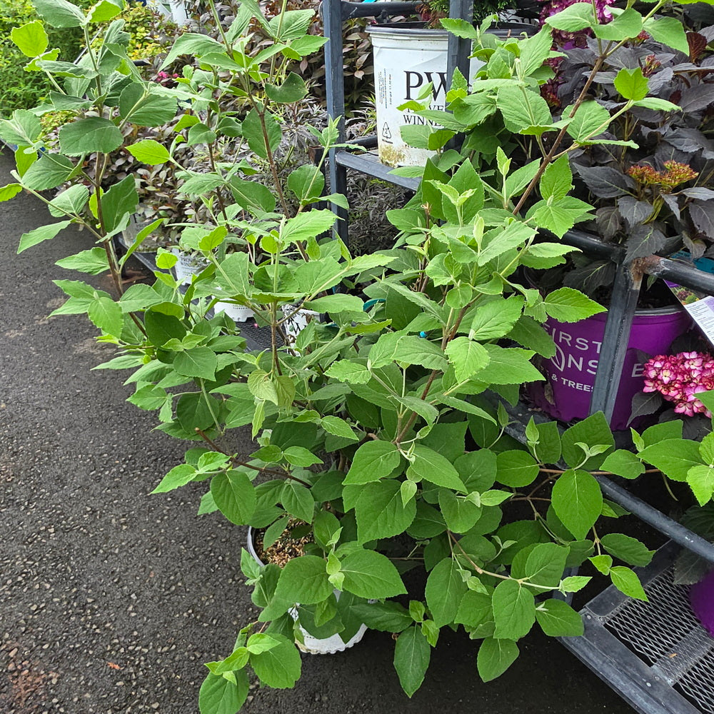 Spice Baby™ Koreanspice Viburnum