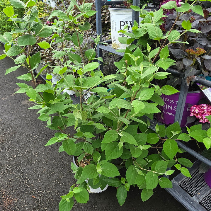 Spice Baby™ Koreanspice Viburnum