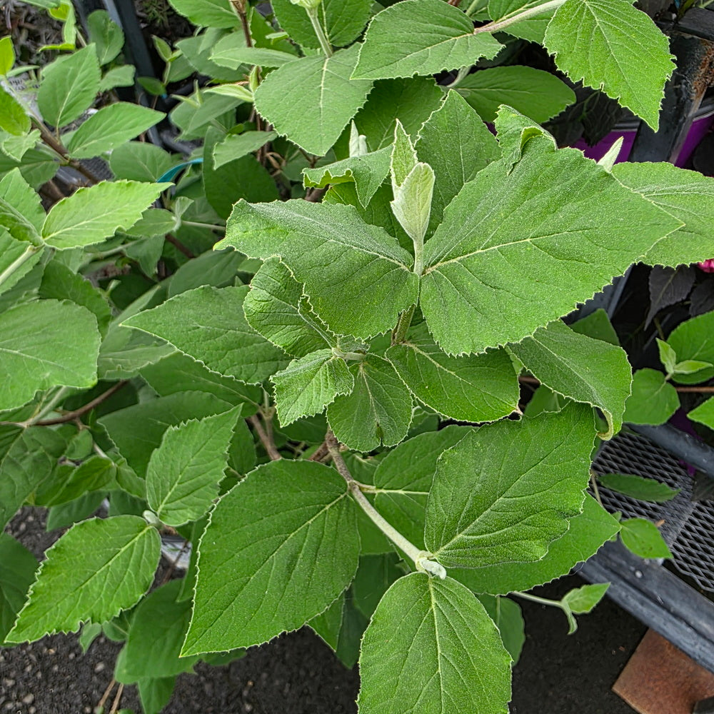 Spice Baby™ Koreanspice Viburnum