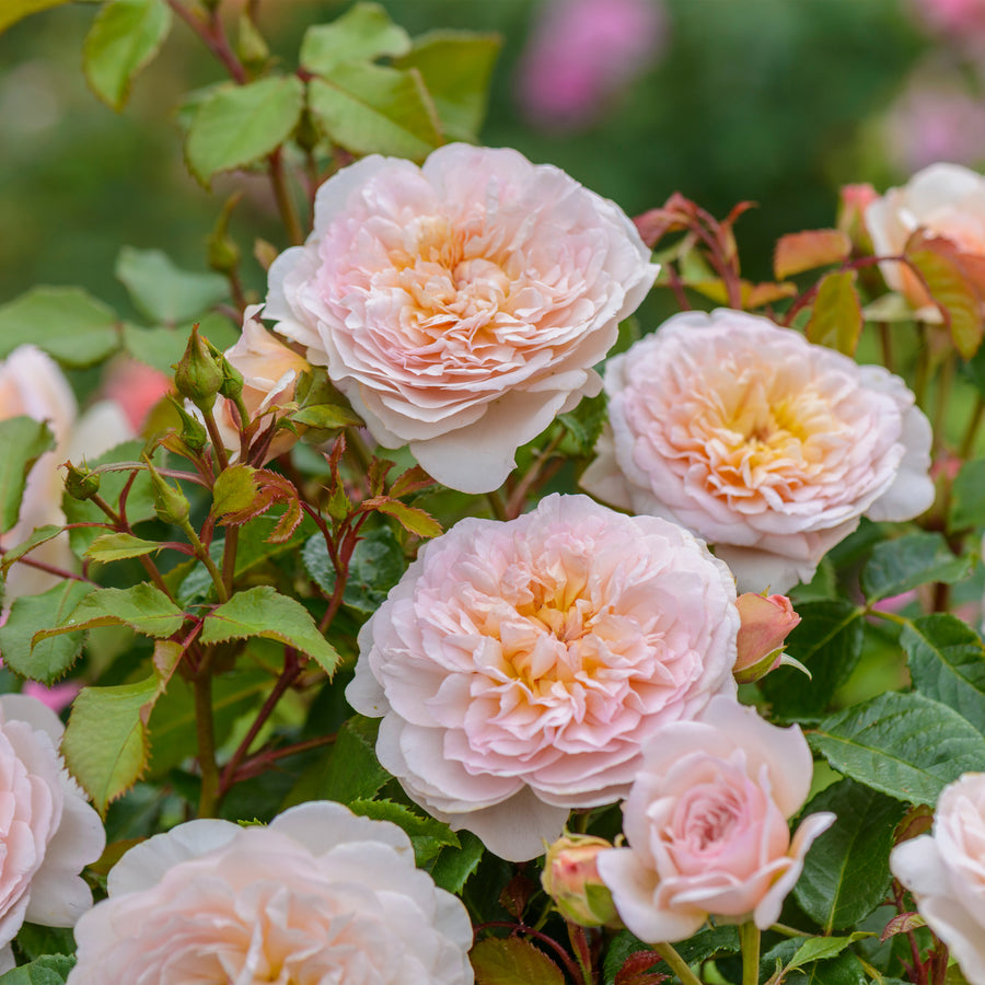 David Austin Emily Brontë® Rose