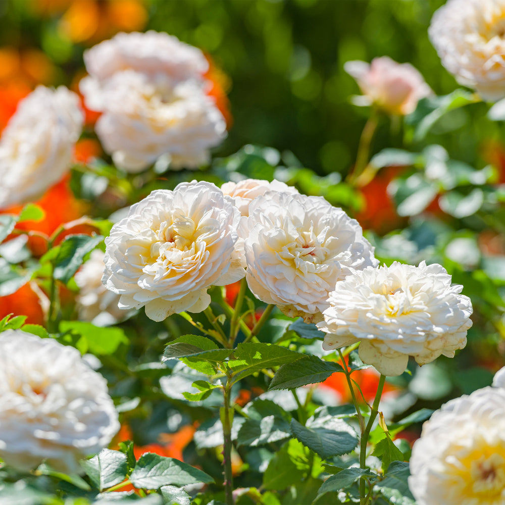 David Austin Emily Brontë® Rose