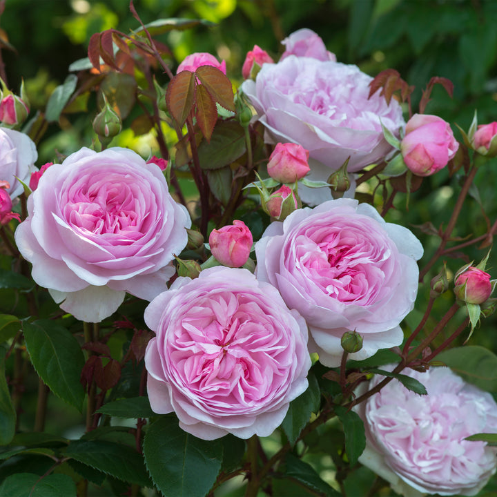 David Austin Olivia Rose Austin® Rose