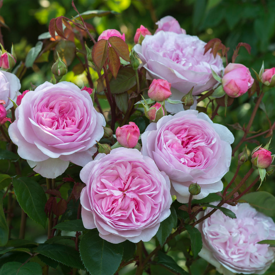 David Austin Olivia Rose Austin® Rose