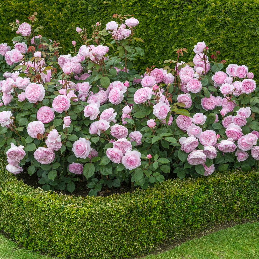 David Austin Olivia Rose Austin® Rose