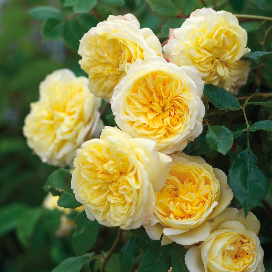 David Austin The Pilgrim® Climbing Rose