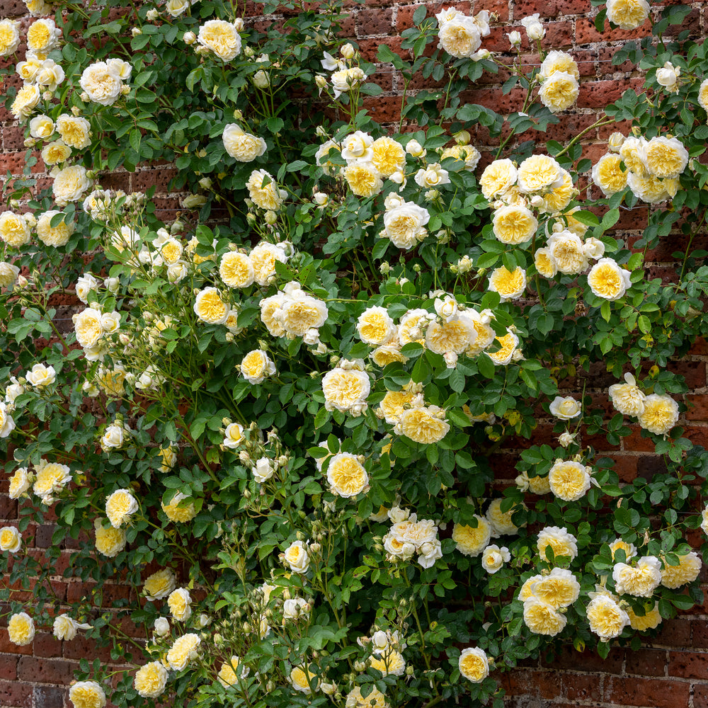 David Austin The Pilgrim® Climbing Rose