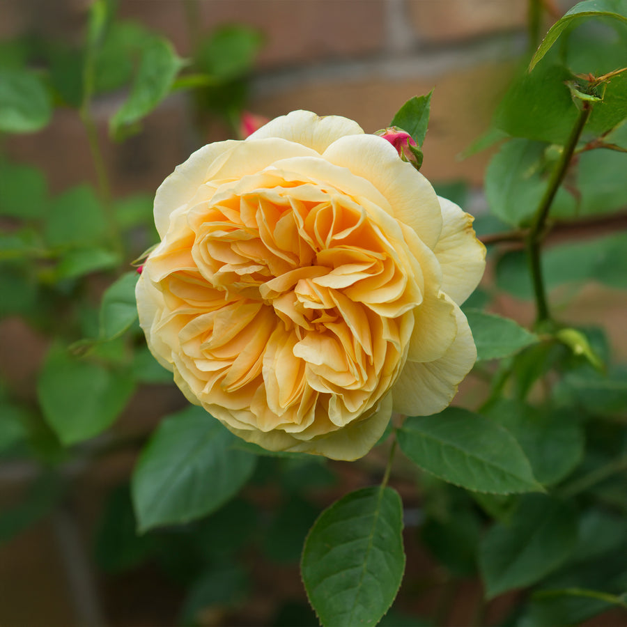 David Austin Teasing Georgia® Climbing Rose - Trellised