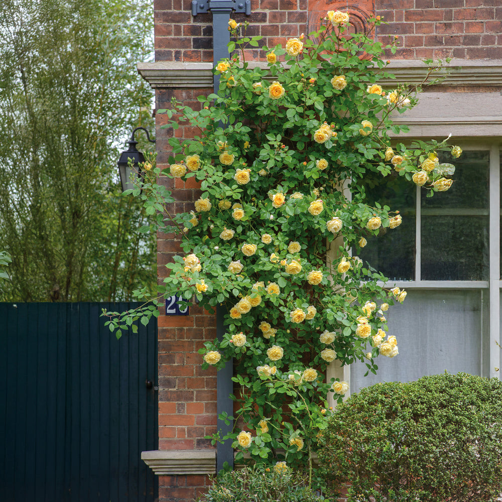 David Austin Teasing Georgia® Climbing Rose - Trellised