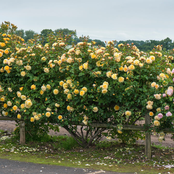 David Austin Teasing Georgia® Climbing Rose - Trellised