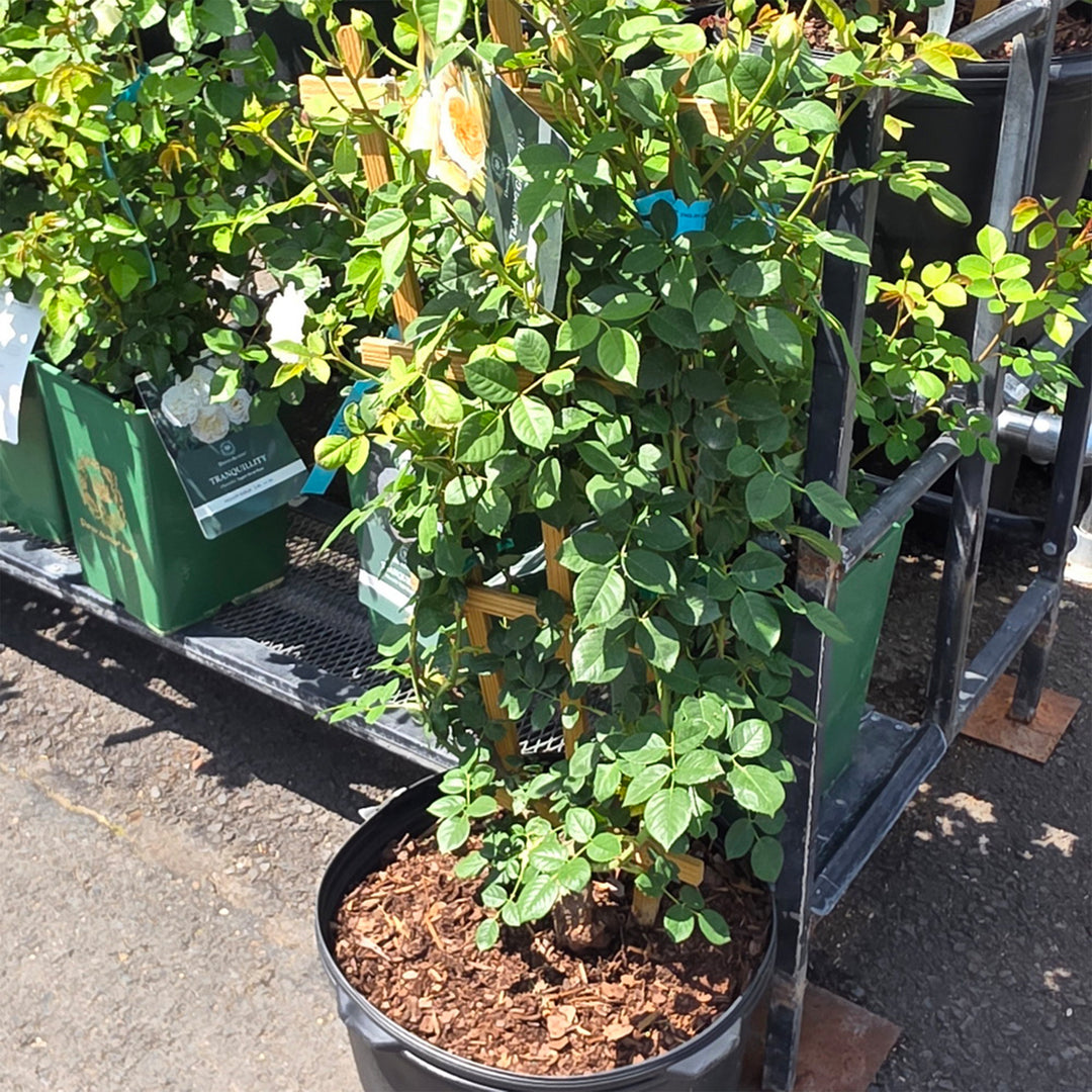 David Austin Teasing Georgia® Climbing Rose - Trellised