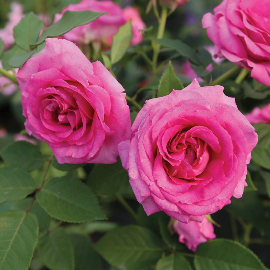 Raspberry Cupcake™ Rose