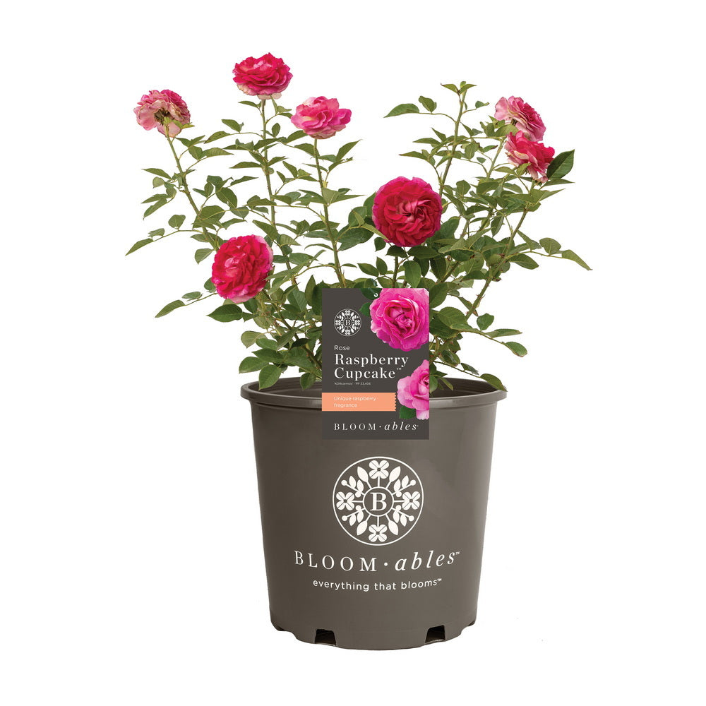 Raspberry Cupcake™ Rose