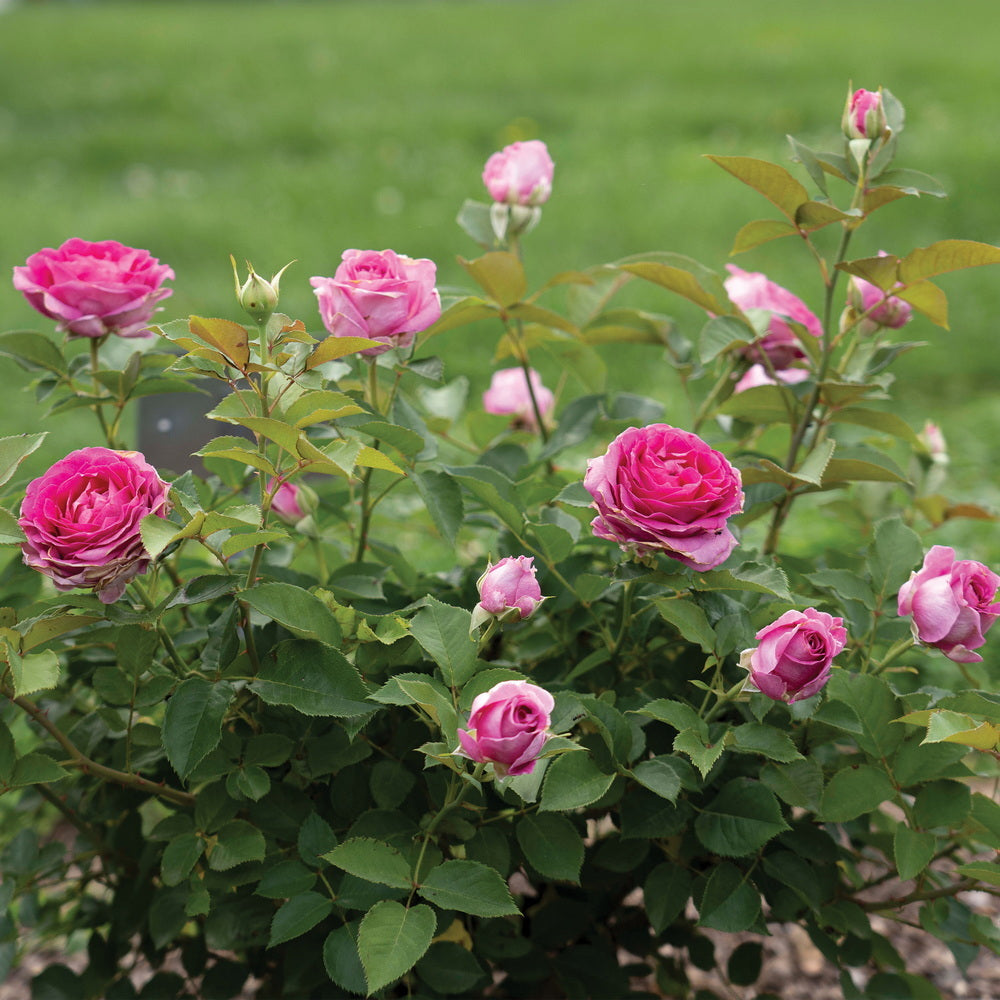 Raspberry Cupcake™ Rose