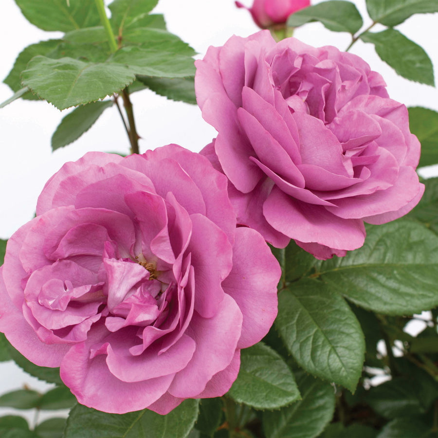 Sunbelt® Plum Perfect™ Rose