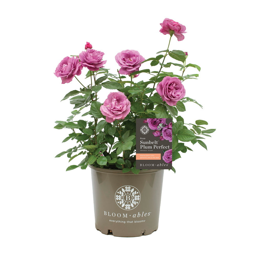 Sunbelt® Plum Perfect™ Rose