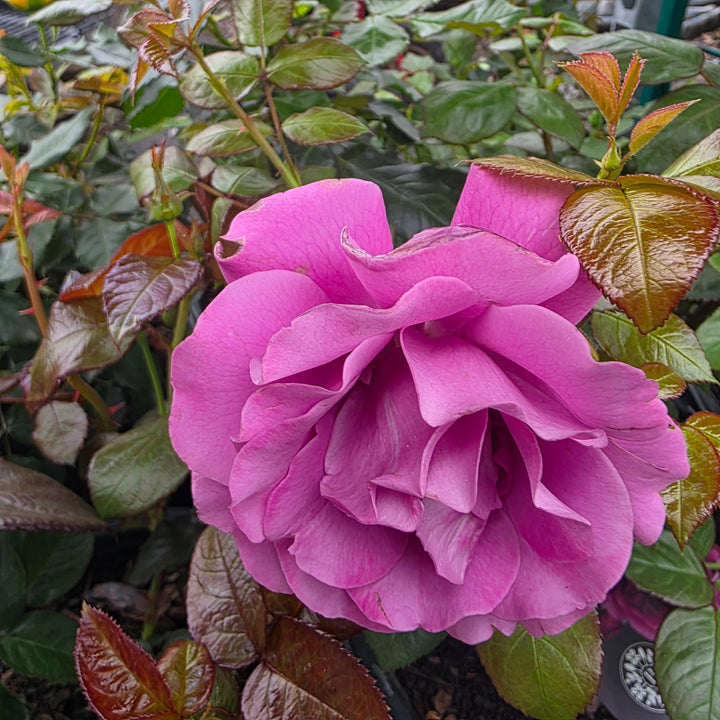 Sunbelt® Plum Perfect™ Rose