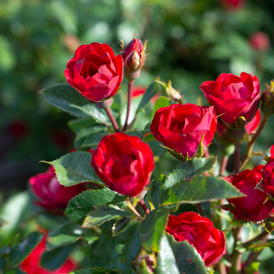 Petite Red Knock Out Rose® - Tree Form