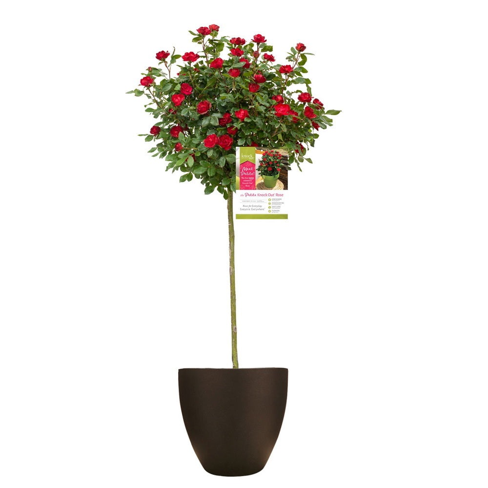 Petite Red Knock Out Rose® - Tree Form