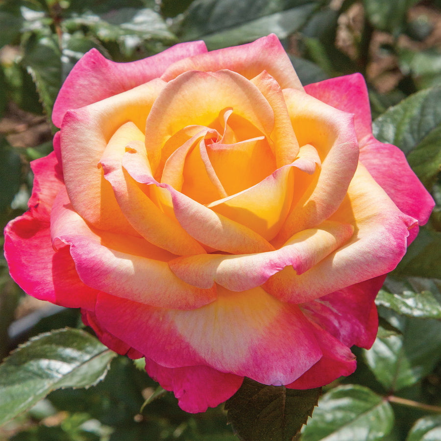 Enchanted Peace™ Rose