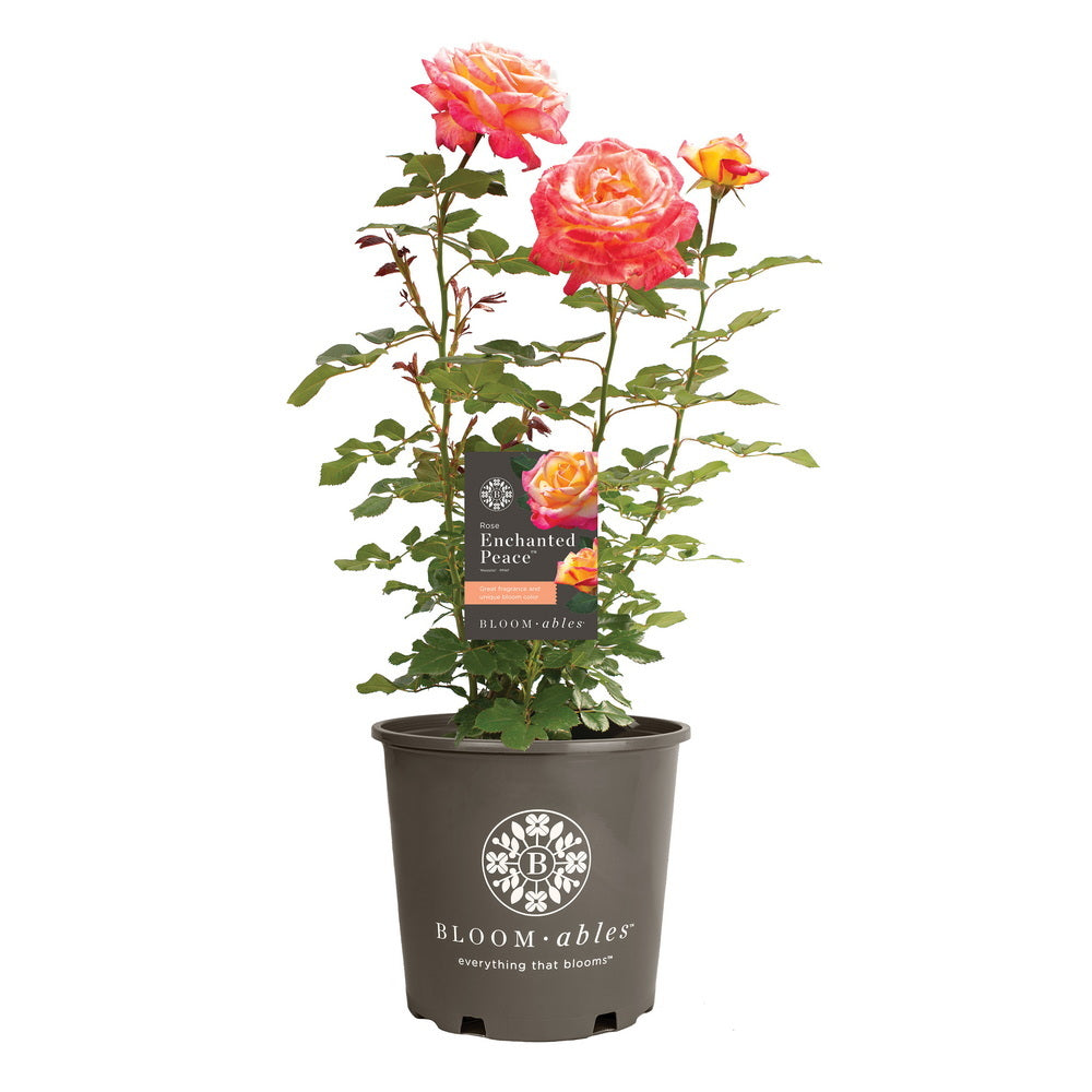 Enchanted Peace™ Rose