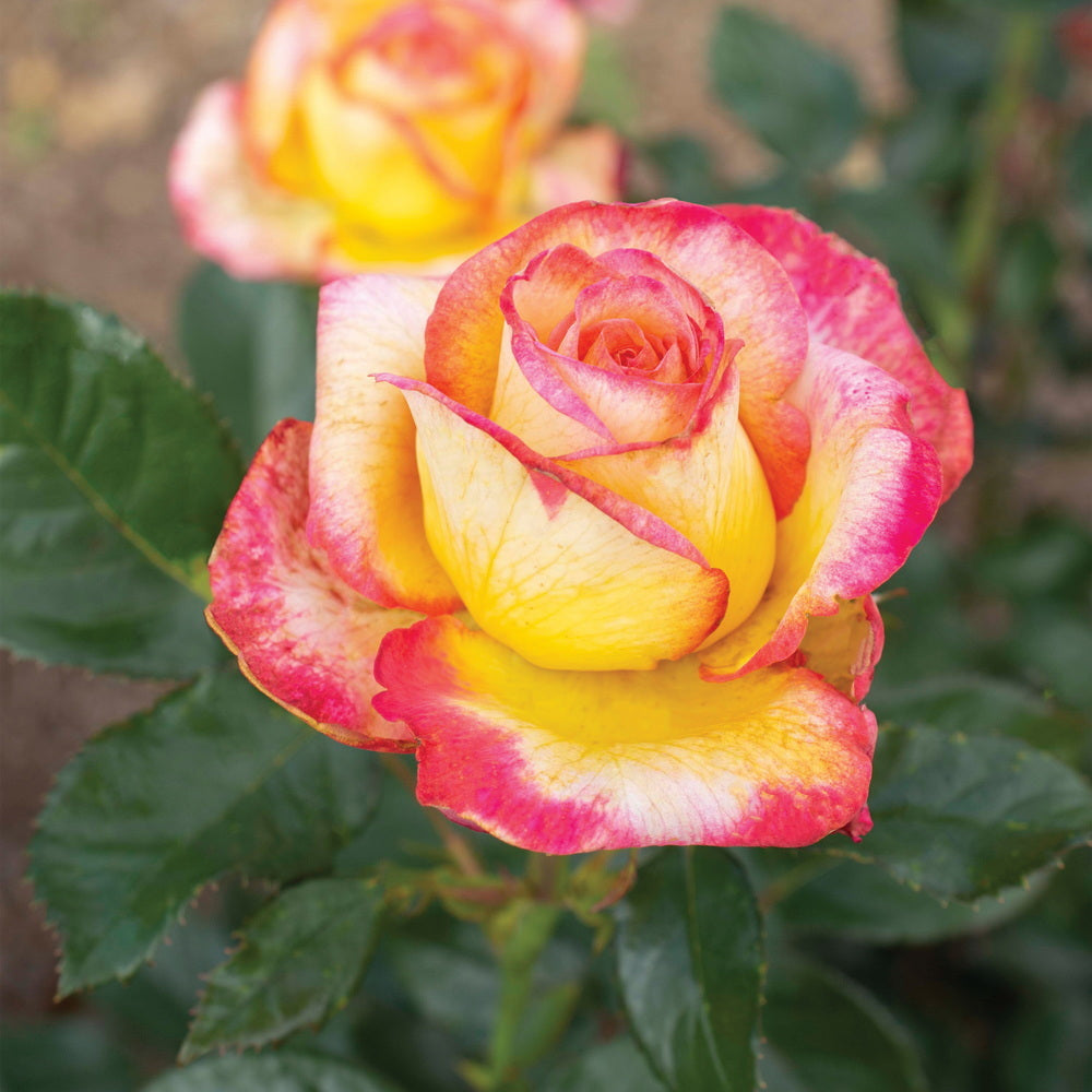 Enchanted Peace™ Rose