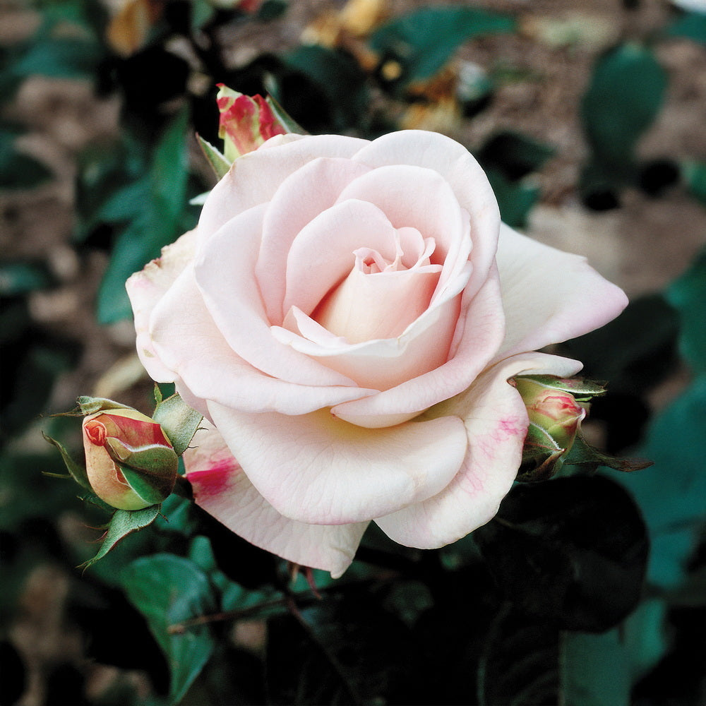 Memorial Day® Rose