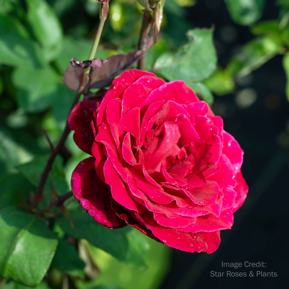 Mister Lincoln Rose - Tree Form