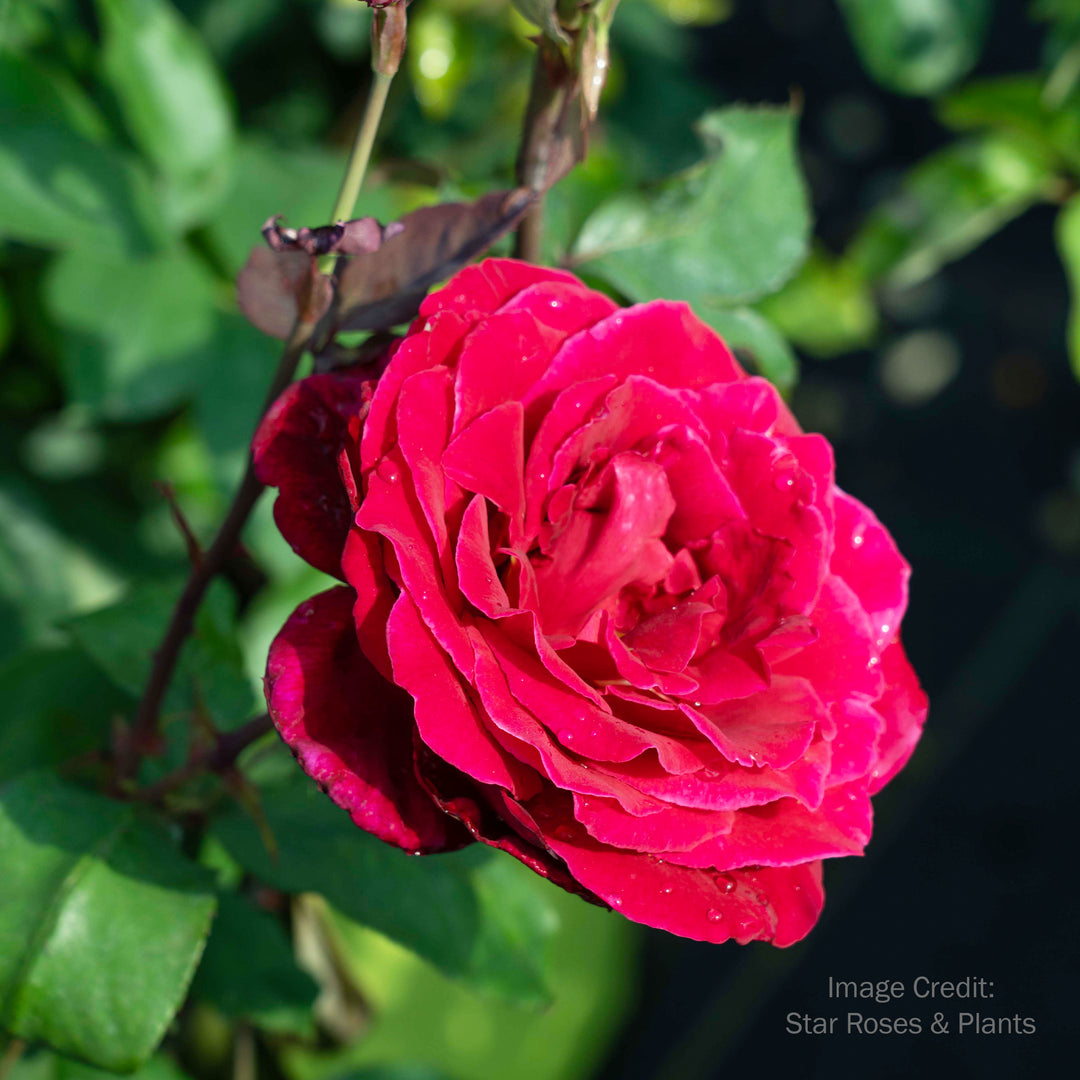 Mister Lincoln Rose - Tree Form