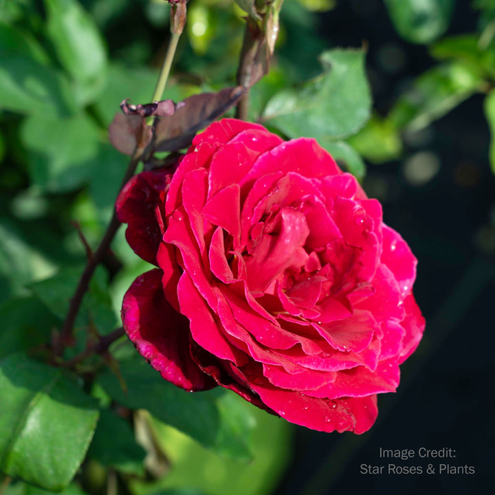 Mister Lincoln Rose - Tree Form