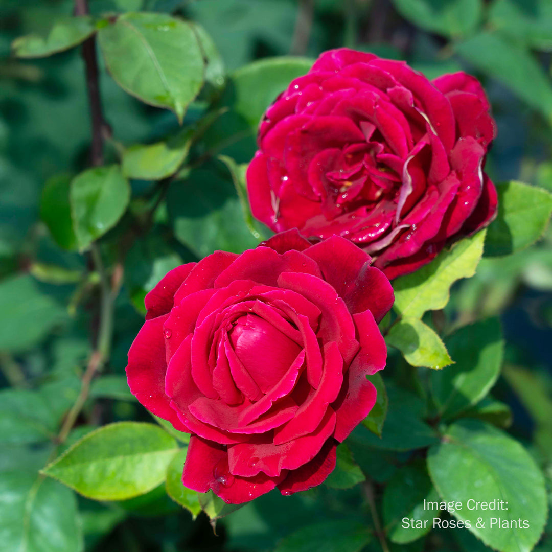 Mister Lincoln Rose - Tree Form