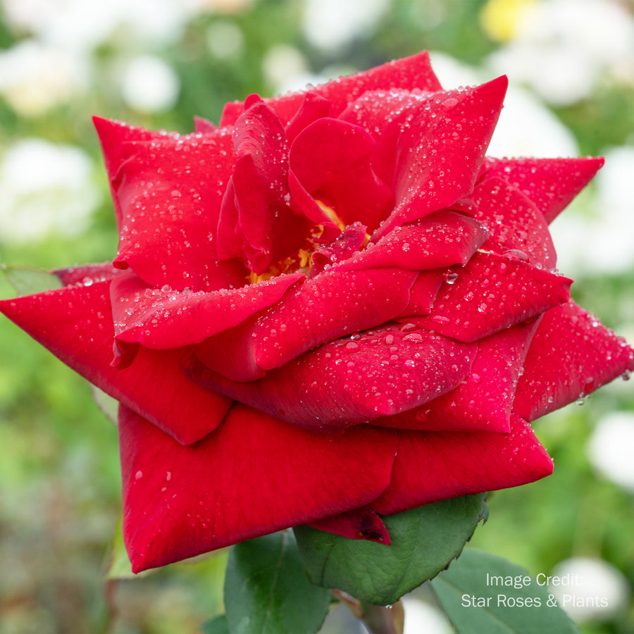 Mister Lincoln Rose - Tree Form