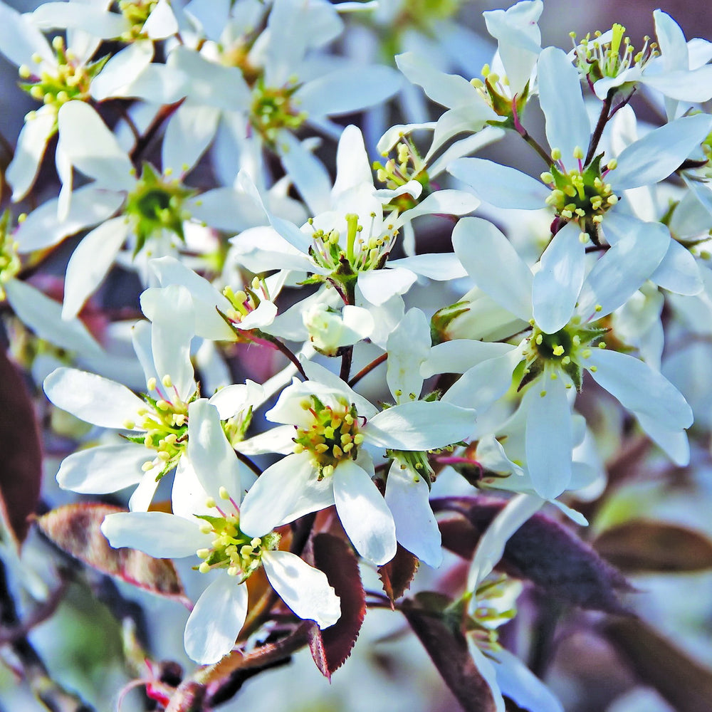 Autumn Brilliance Serviceberry