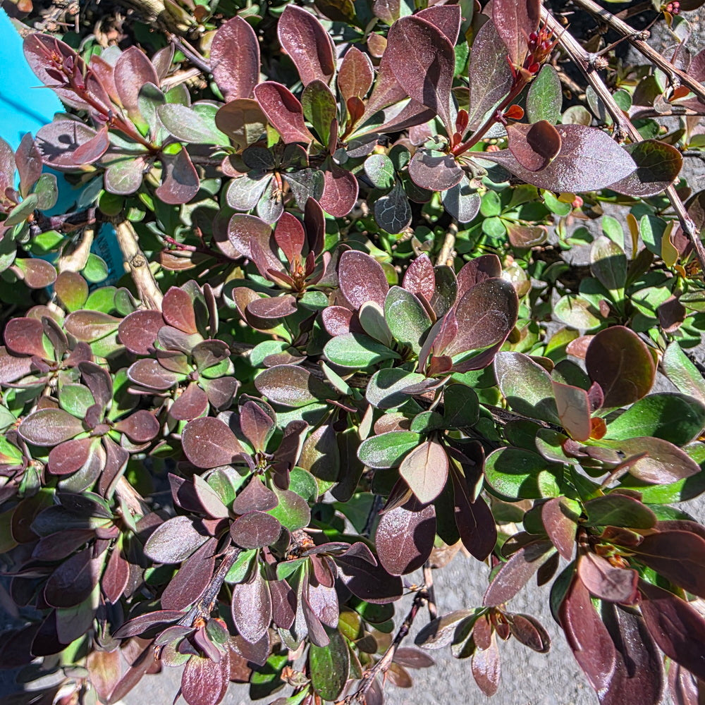 WorryFree® Crimson Cutie® Barberry