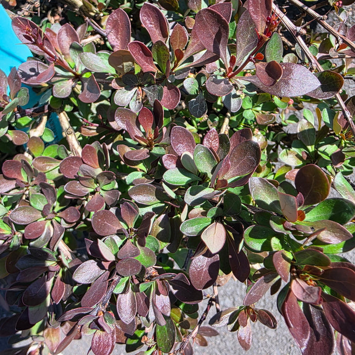 WorryFree® Crimson Cutie® Barberry